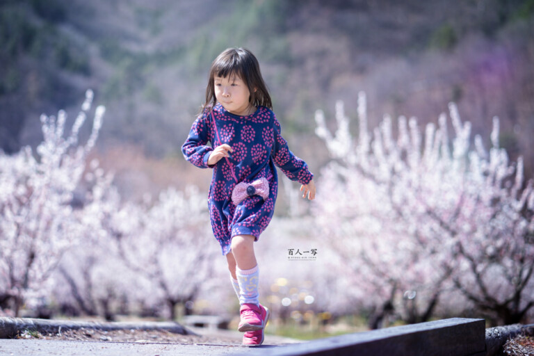 「日本一のあんずの里」長野県千曲市の　あんずの花畑